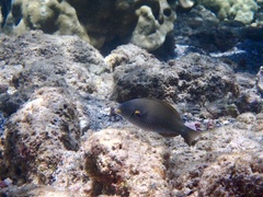 Stethojulis balteata