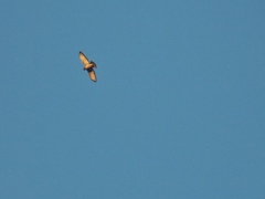Buteo platypterus