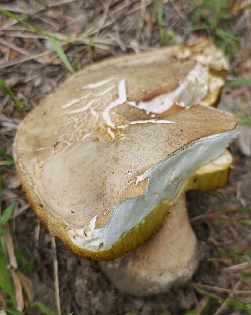 Spring King Bolete · June 2026 · photo: Photo: no rights reserved · iNaturalist