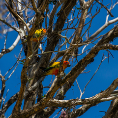 Aratinga solstitialis