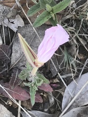 Oenothera tetraptera
