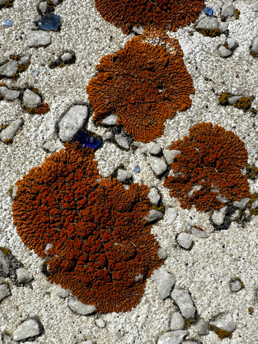 Elegant Sunburst Lichen