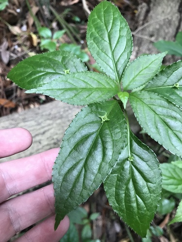 Helwingia japonica, photograph 6