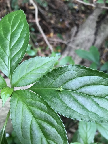 Helwingia japonica, photograph 5