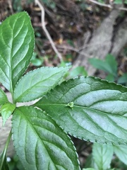 author not stated, no rights reserved Helwingia japonica, photograph author not stated, no rights reserved