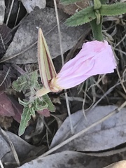Oenothera tetraptera