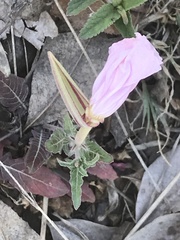 Oenothera tetraptera