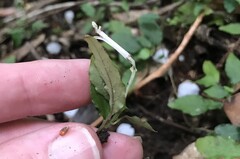 Ophiorrhiza japonica, photograph author not stated, no rights reserved