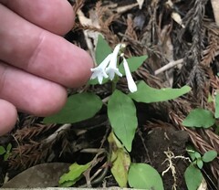 Ophiorrhiza japonica, photograph author not stated, no rights reserved