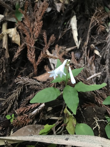 Ophiorrhiza japonica, photograph 2