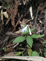Ophiorrhiza japonica, photograph author not stated, no rights reserved