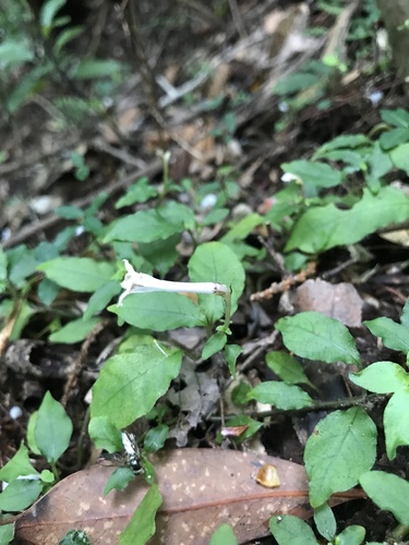 Ophiorrhiza japonica, photograph 5