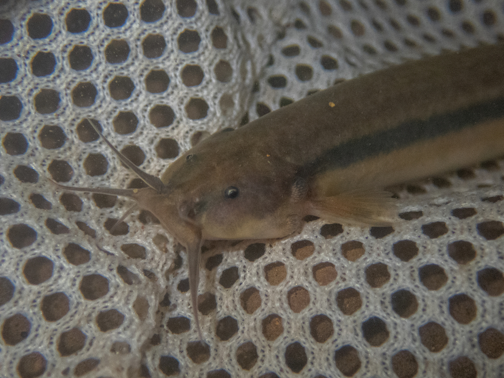Pencil Catfish