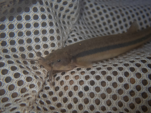 Striped pencil catfish (Trichomycterus striatus) — Trichomycteridae