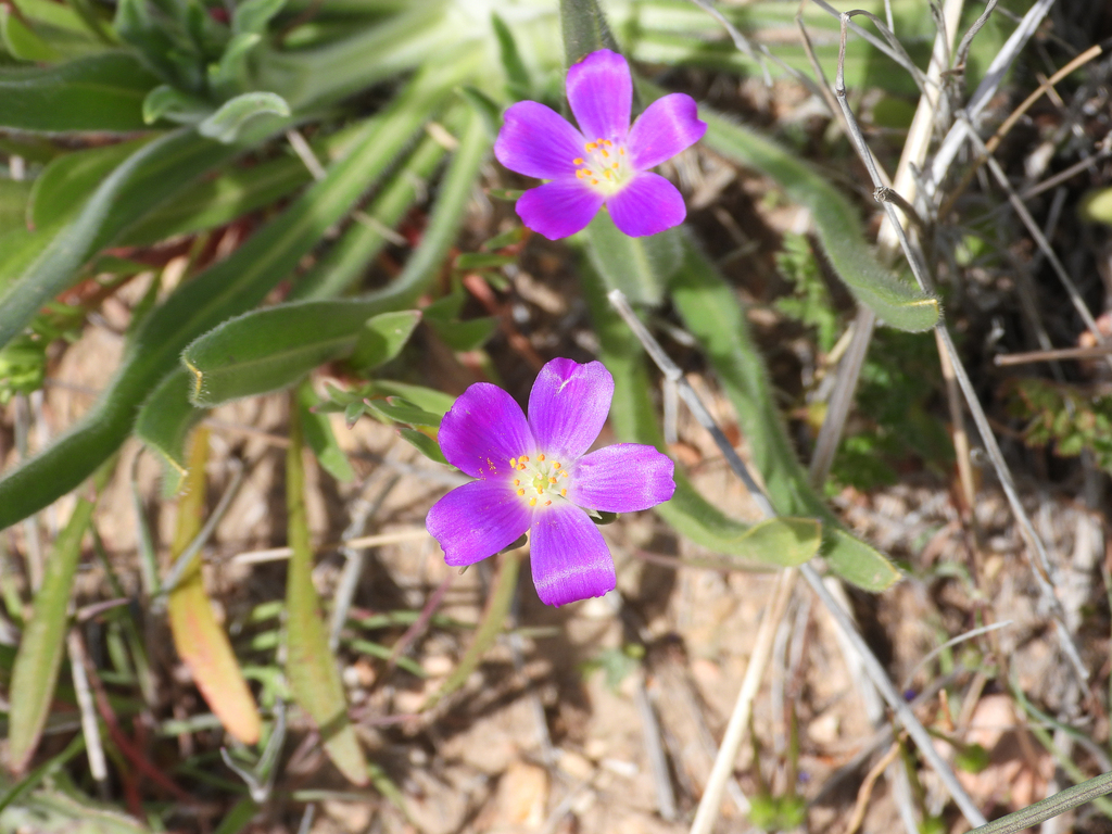Calandrinia menziesii; photograph (c) James M. Maley, some rights reserved (CC BY)