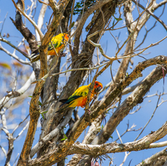 Aratinga solstitialis