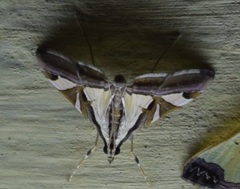 Agrioglypta