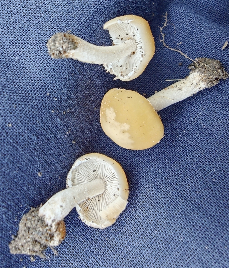 Pale Brittlestem · June 2026 · photo: Photo: no rights reserved · iNaturalist