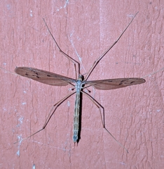 Pediciidae