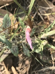 Oenothera tetraptera