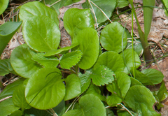 Pyrola rotundifolia