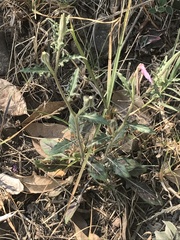 Oenothera tetraptera