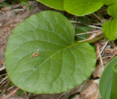 Pyrola rotundifolia