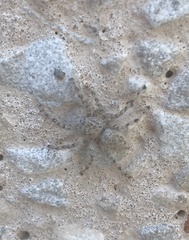 Plexippoides flavescens