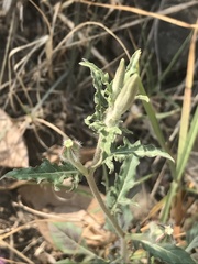 Oenothera tetraptera