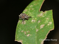 Dasyvalgus formosanus