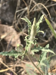 Oenothera tetraptera