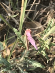 Oenothera tetraptera