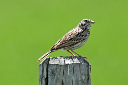 Vesper Sparrow