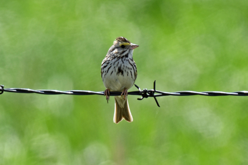 Savannah Sparrow