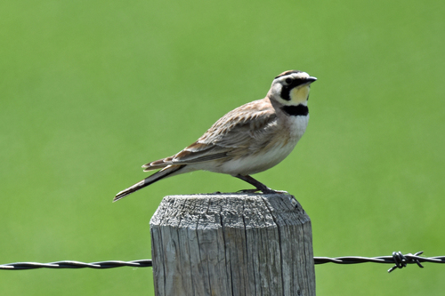 Horned Lark