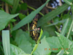 Rhyothemis variegata
