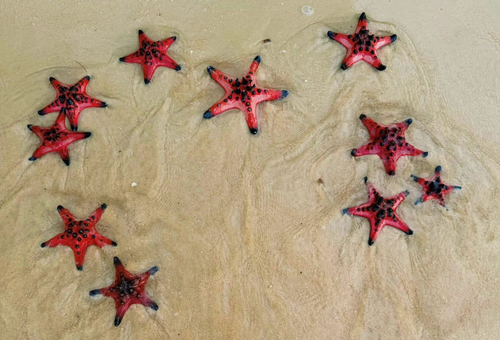 Chocolate Chip Sea Star