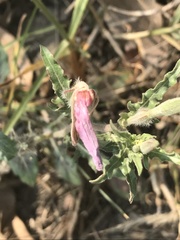 Oenothera tetraptera