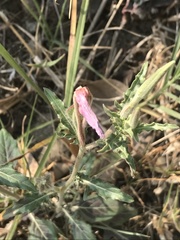 Oenothera tetraptera
