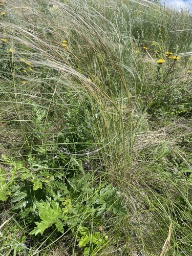Stipa dasyphylla, photograph 5