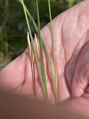author not stated, no rights reserved Stipa dasyphylla, photograph author not stated, no rights reserved