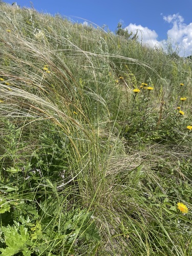 Stipa dasyphylla