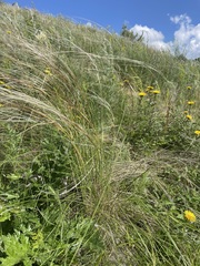 Stipa dasyphylla