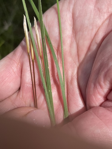 Stipa dasyphylla, photograph 2