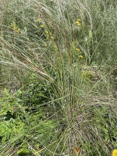 Stipa dasyphylla, photograph 3