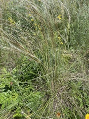 author not stated, no rights reserved Stipa dasyphylla, photograph author not stated, no rights reserved