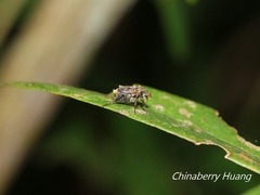 Dasyvalgus formosanus