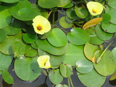 Hydrocleys nymphoides