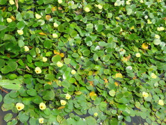 Hydrocleys nymphoides