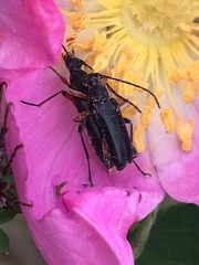 Grammoptera subargentata